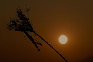 silouette mantide1.jpg